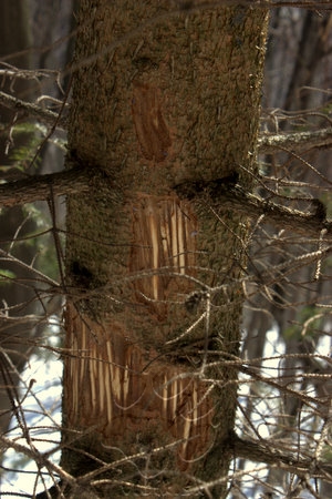 medveďom označený strom